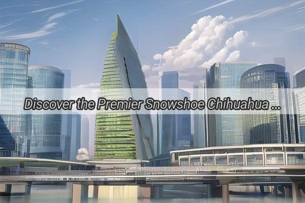 Discover the Premier Snowshoe Chihuahua Hub at Guangzhous Exclusive Wholesale Market  Your Ultimate Pet Dream Destination